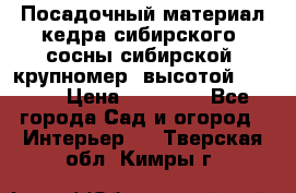 Посадочный материал кедра сибирского (сосны сибирской) крупномер, высотой 3-3.5  › Цена ­ 19 800 - Все города Сад и огород » Интерьер   . Тверская обл.,Кимры г.